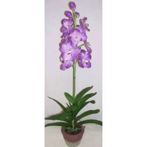  30 Potted vanda Orchid (lavender): Home & Kitchen