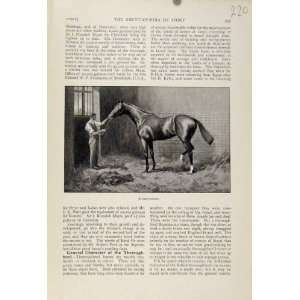 Thoroughbred Horse The Encyclopedia Of Sport Old Print