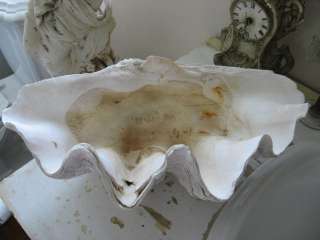 THE BEST Large Old Real CLAM SHELL Perfect Decor~Nice Shapely Scallops 