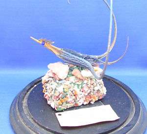 Devil Claw Plant ROAD RUNNER Arizona Gemstones STRANGE  