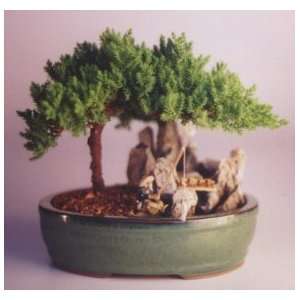 2CHIXGIFTS JUNIPER IN STONE WATER POT Grocery & Gourmet Food