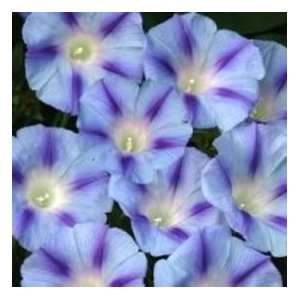  75 BLUE STAR MORNING GLORY Imopea Tricolor Flower Vine 