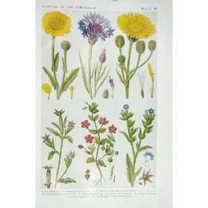  1919 Flowers Corn Marigold Bluebottle Sow Thistle