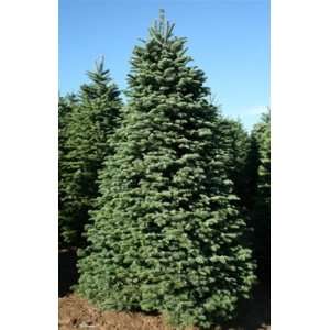   foot Full Noble Fir Real, Freshly Harvested Christmas Tree: Home