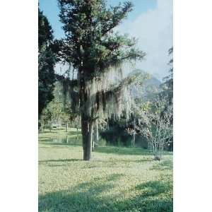 Spanish Moss