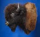 Herd Bull Bison Mount, Large Buffalo, New, Top Quality