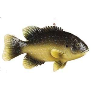  Sunfish Christmas Ornament: Sports & Outdoors