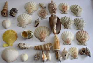 SEA SHELL ASSORTMENT Seashell Basket Bulk Wholesale Lot  