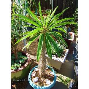   Lamerei MADAGASCAR PALM (SUCCULENTS) 5 Gallon Patio, Lawn & Garden