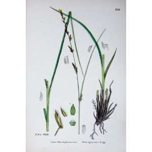   Botany Plants C1902 BonninghausenS Sedge Carex Colour: Home & Kitchen