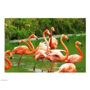  Caribbean Flamingo 10.00 x 8.00 Poster Print: Home 