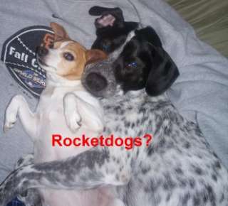 K9 Rocket Dog Slip On Shoes 6 Darcy Black Rocketdog new  