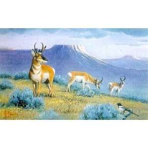  Les Kouba   Antelope Country