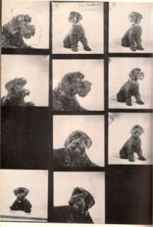 How to Photograph Cats, Dogs and Other Animals, 1973  