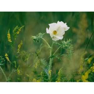  Crested Prickly Poppy Blooms Among Prairie Grasses in South Dakota 