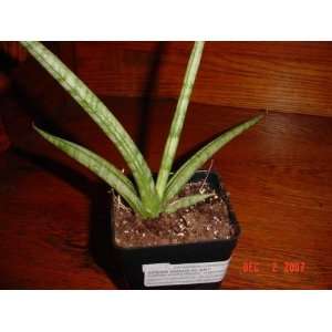  Cylindrical Spear Snake Plant Patio, Lawn & Garden