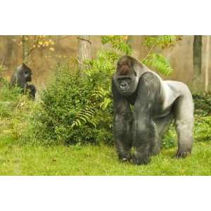 Silverback Gorilla Watching His Territory   Peel and Stick Wall Decal 