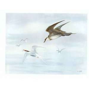    Colored Drawing Birds Artic Tern Skua Lodge: Home & Kitchen