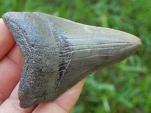   Megalodon Shark Tooth Fossil EXTINCT FOSSIL MEGALODON SHARKS TOOTH