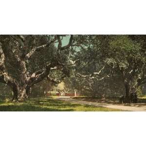   Travel Poster   Live oaks at Berkely College 24 X 13 