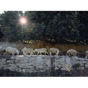  Sheep Graze on the Side of an Ancient Pathway Photographic 
