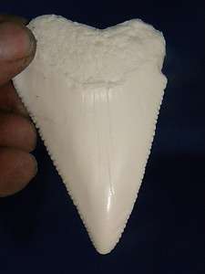   Great White Shark Fossil Replica 3&1/2 nice serrations ROCK  