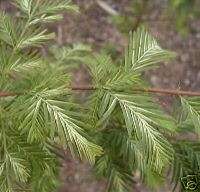 Metasequoia Jack Frost VARIEGATED DAWN REDWOOD Seeds  