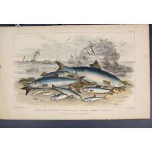  Shad Herrings Pilchard Anchovy Bait Fish Colour Print 