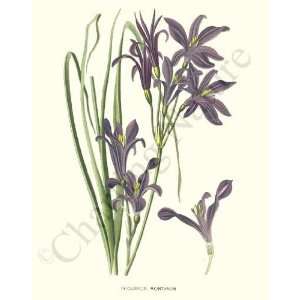  Botanical Flower Print Siberian Lily  Ixioliron mountanum 