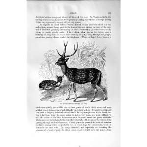  INDIAN SPOTTED DEER ANIMAL NATURAL HISTORY 1894