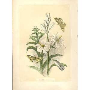 Killer Moths 1860 Coloured Engraving Sepia Style