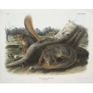     John James Audubon   32 x 26 inches   Sciurus Sayi, Says Squirrel