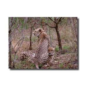  Safari Cheetah Iii Giclee Print