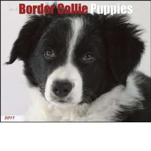  Just Border Collie Puppies 2011 Wall Calendar Office 