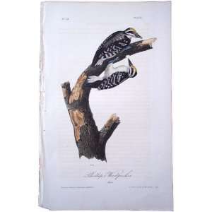   Woodpecker   Original Audubon 1st Edition Octavo