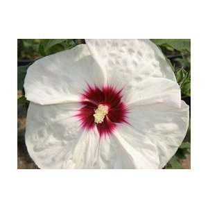  Crown Jewels Rose Mallow Perennial   Hibiscus Patio 