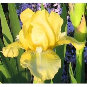  Dwarf Iris Baby Blessed Patio, Lawn & Garden