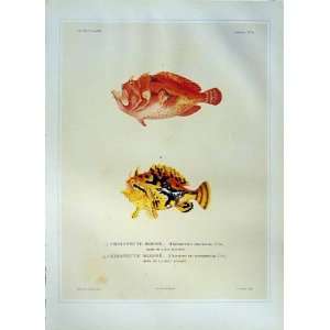   C1990 Frog Fish Chironeetes Coccineus Rouge Marbre