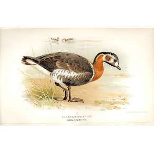  Red Breastedgoose Lilfords Birds 1885 97 By A Thorburn 