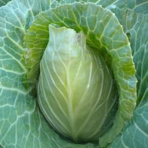  100 Seeds, Cabbage Early Jersey Wakefield (Brassica 