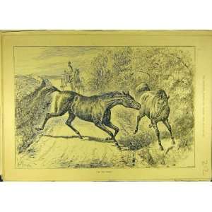  1889 Horses Spree Horse Cart Carriage Road Old Print: Home 