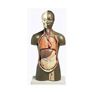 African Torso Model male, 11 part  Industrial & Scientific