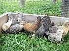 18 assorted old english bantam hatching eggs returns not accepted