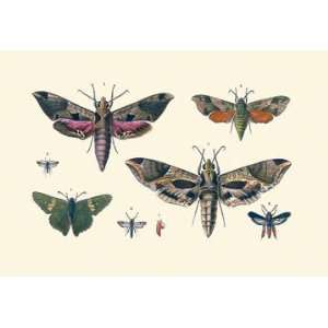 Insect Study #5 28x42 Giclee on Canvas