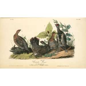   John James Audubon   24 x 14 inches   Canada Grouse. 1. 2. Males. 3
