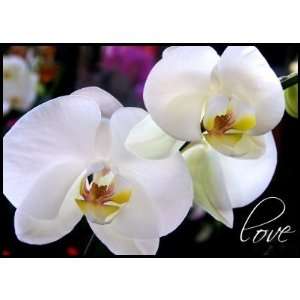  Orchids Love Wedding Flower Postage Stamps: Office 