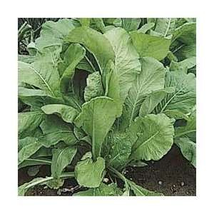  Mustard Spinach (Komatsuna) Tendergreen Great Heirloom 