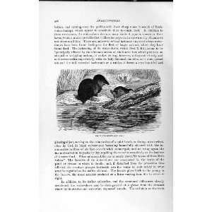  NATURAL HISTORY 1893 94 WATER SHREW ANIMAL RIVER
