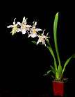 Aliceara Pacific Treasures Everything Nice Blooming Size Orchid 