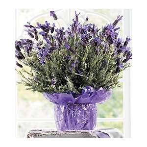  Sweet Scented Lavender Plant Patio, Lawn & Garden